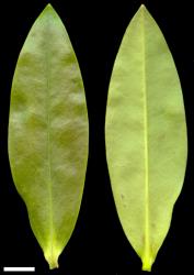 Veronica breviracemosa. Leaf surfaces, adaxial (left) and abaxial (right). Scale = 10 mm.
 Image: W.M. Malcolm © Te Papa CC-BY-NC 3.0 NZ